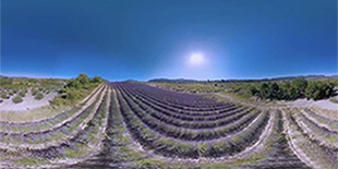 飞越薰衣草花田-来带你进入花花世界